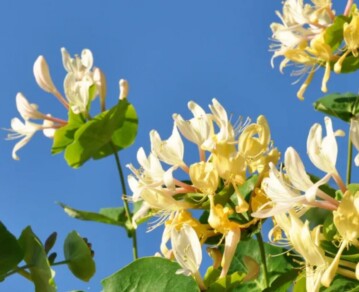 Madreselva en casa: por qué es la planta silvestre que perfuma patios y balcones casi sin cuidados