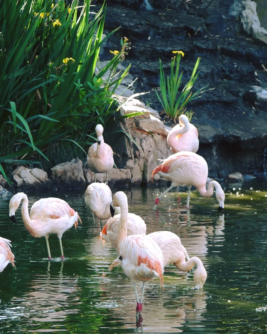 Los flamencos, uno de los atractivos principales. 