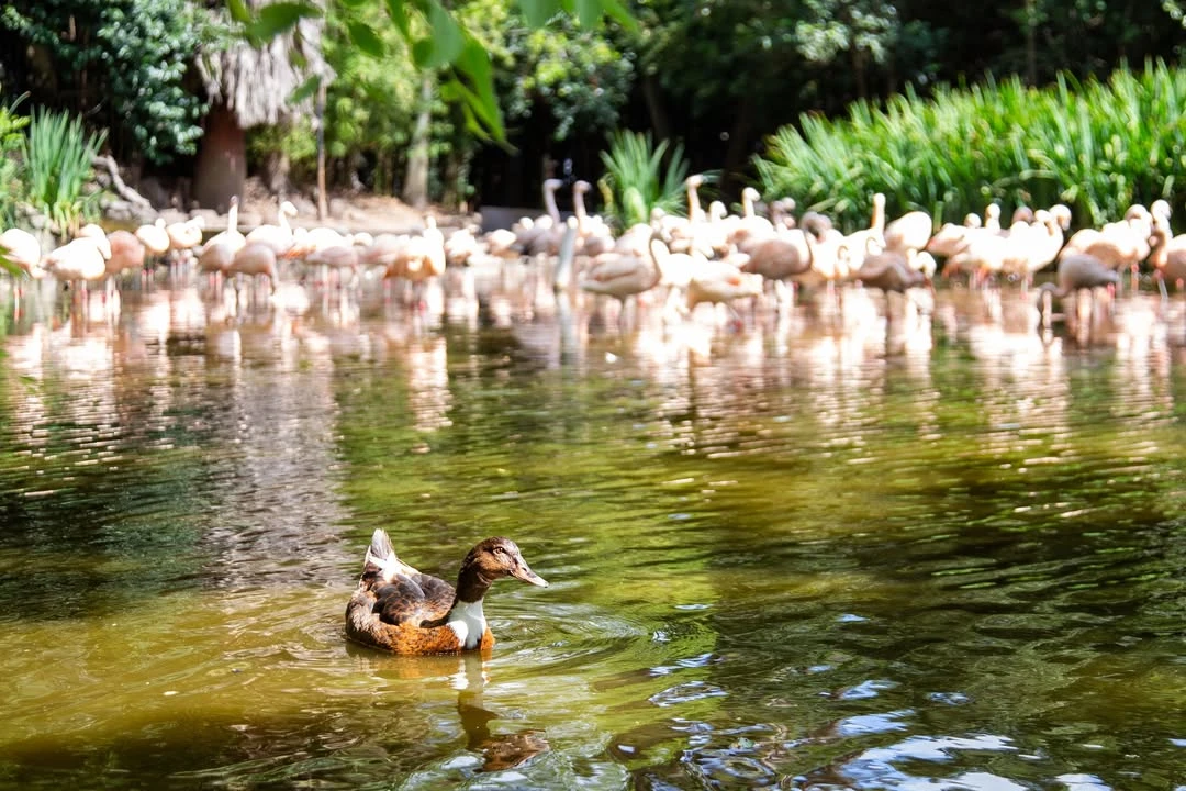 Las especies de aves disfrutan del entorno natural. 