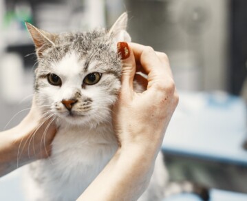 Cómo bañar a tu gato correctamente: cuándo es necesario y cómo cuidar su higiene sin estresarlo