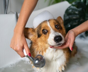 Cómo bañar a tu perro en casa sin estresarlo: pasos simples que realmente funcionan