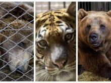 Del infierno de cemento al sueño del bosque: la emotiva partida de los primeros tres rescatados del ex zoo de Luján