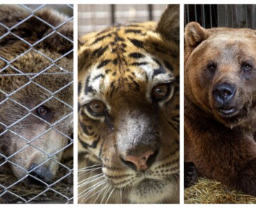 Del infierno de cemento al sueño del bosque: paso a paso, la emotiva partida de Flora, Gordo y Florencia, los primeros tres rescatados del ex zoo de Luján