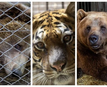 Del infierno de cemento al sueño del bosque: la emotiva partida de los primeros tres rescatados del ex zoo de Luján