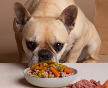 Alimentos prohibidos para perros y gatos: lo que nunca deberías darles aunque lo pidan