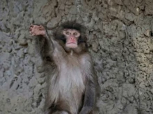 El mono Punch saluda con la manito