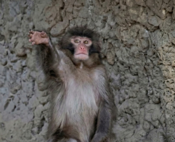 El mono Punch vuelve a enamorar al mundo: aprendió a saludar con la manito y su nuevo video derrite las redes