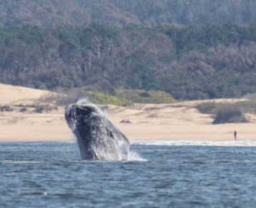 El encantador pueblo a 8 horas de CABA con playas y avistaje de ballenas
