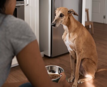 Tu perro no es “caprichoso”: qué significa realmente cuando rechaza la comida y cómo actuar