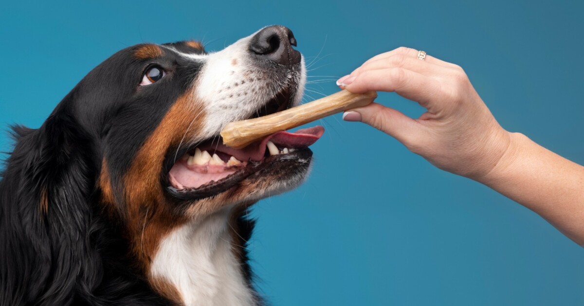 Snacks caseros para perros: combinaciones simples y seguras que podés hacer en minutos