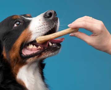 Snacks caseros para perros: combinaciones simples y seguras que podés hacer en minutos