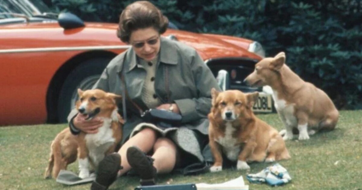 El insólito plan que se filtró sobre el futuro de los perros de Isabel II que sacude a la realeza: 