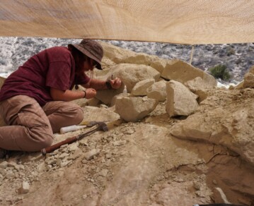 Descubrieron en la Patagonia un “abuelo” de los lagartos que vivió junto a los dinosaurios: así es el impactante fósil hallado por el CONICET