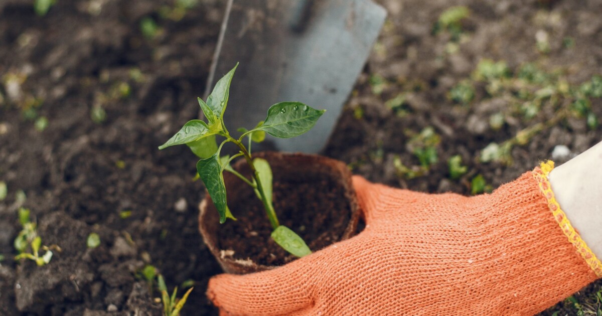 Guía práctica para empezar tu huerta en casa: qué plantar según la época del año