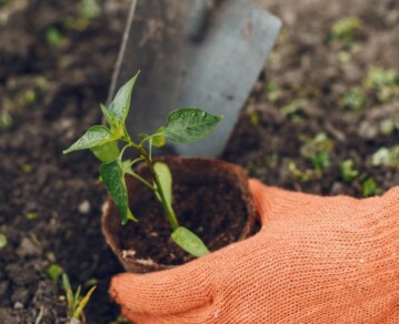 Guía práctica para empezar tu huerta en casa: qué plantar según la época del año