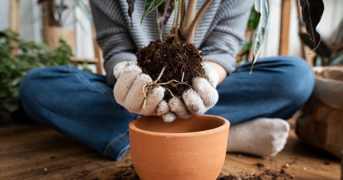 Cómo elegir la maceta correcta para cada planta: tamaño, material y errores a evitar