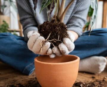 Cómo elegir la maceta correcta para cada planta: tamaño, material y errores a evitar