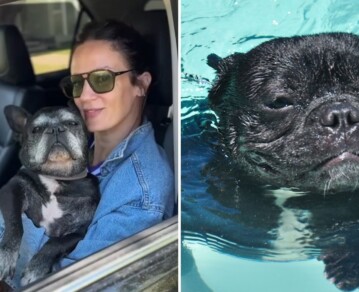 "Me duele el alma": el desgarrador posteo de Paula Chaves por la muerte de su perro Moro, el bulldog francés que Pedro Alfonso le regaló hace 15 años
