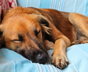 Por qué tu perro duerme tanto: cuándo es normal y cuándo conviene prestar atención
