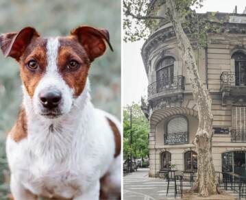 Escándalo en Belgrano: su perro mordió a un hombre, se dio a la fuga y la buscan desesperados por la antirrábica