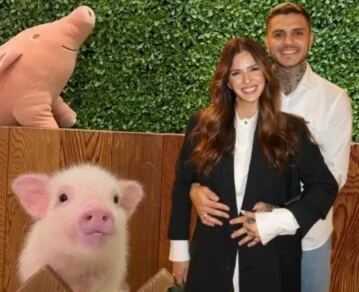 Cómo es y cuánto sale Mipig Café, la cafetería de microcerdos que visitaron la China Suárez y Mauro Icardi en Japón