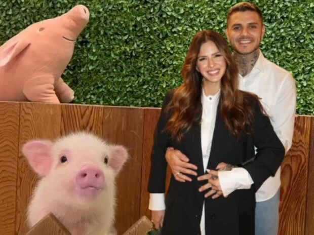 Cómo es y cuánto sale Mipig Café, la cafetería de microcerdos que visitaron la China Suárez y Mauro Icardi en Japón