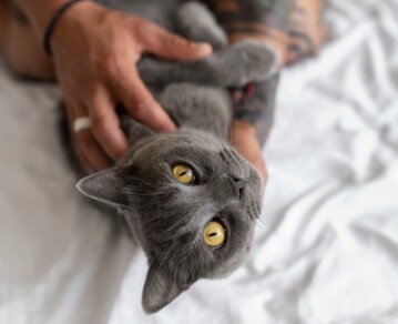 Por qué tu gato aparece justo cuando te acostás: qué significa este comportamiento tan común