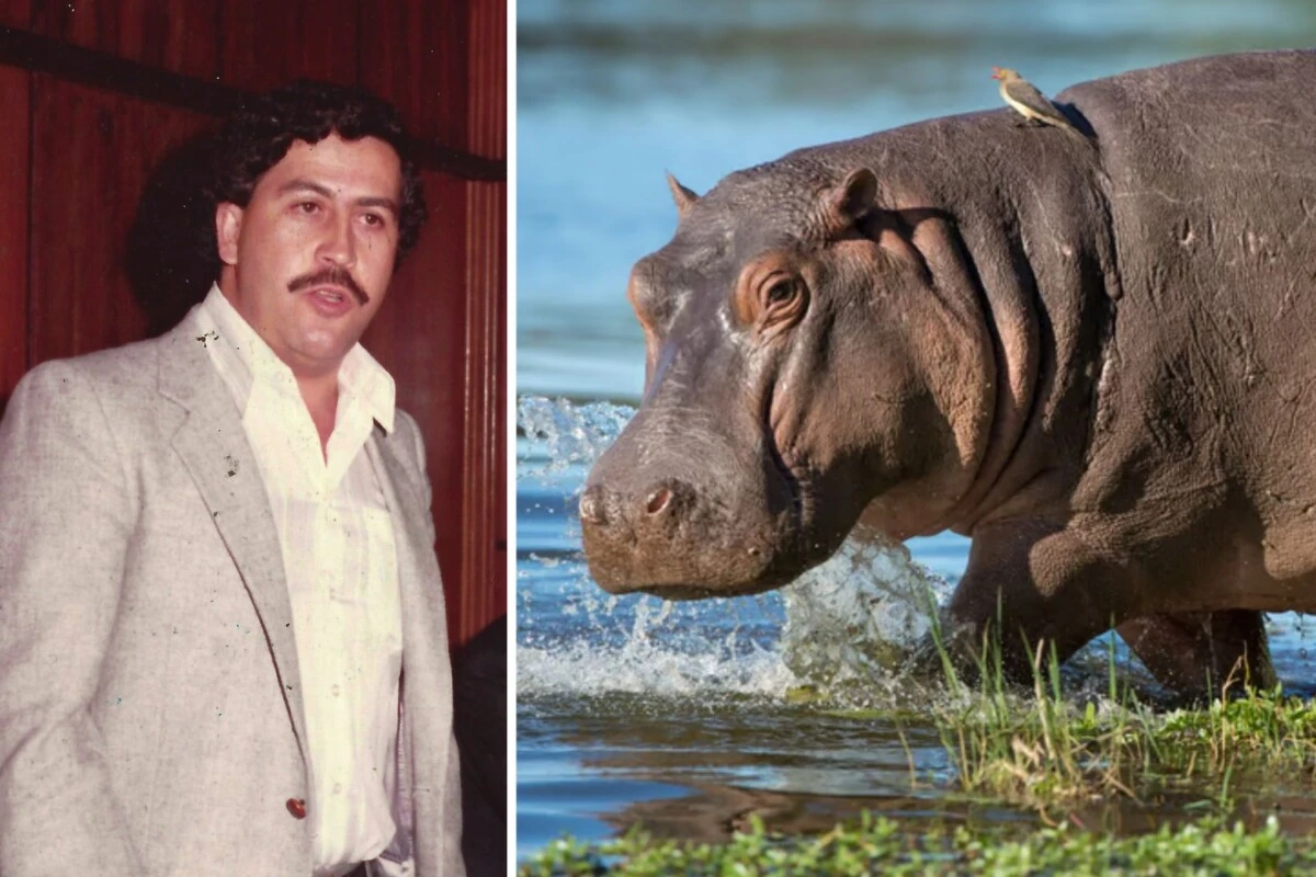 La increíble ruta de los hipopótamos de Pablo Escobar