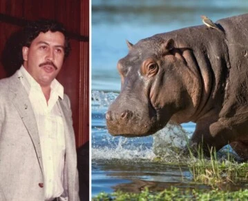 La increíble ruta de los hipopótamos de Pablo Escobar