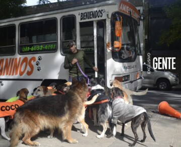 La historia de León Sipes, el paseador porteño de perros en colectivo: entre su experimentado "socio" de cuatro patas y las "técnicas para que no se peleen"