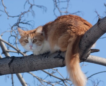 Por qué tu gato se sube a lugares altos: qué busca y cómo influye en su comportamiento