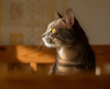 Qué significa cuando tu gato entra a una habitación y se queda mirando sin hacer nada