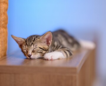 Por qué algunos gatos tienen un “lugar favorito” fijo para dormir