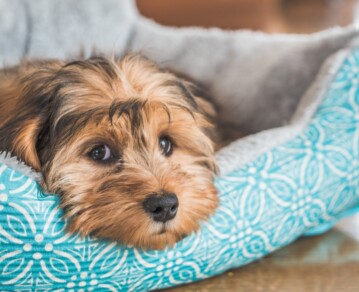 Por qué tu perro te sigue al baño: lo que significa este hábito tan común