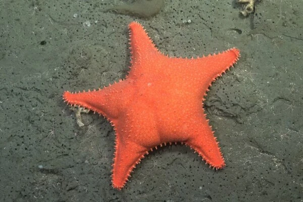 estrella culona en el streaming del conicet