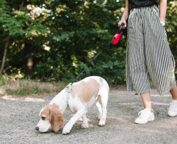 Por qué tu perro da vueltas antes de encontrar el lugar para hacer sus necesidades