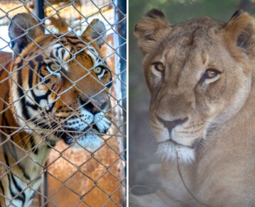 Del infierno del ex Zoo de Luján al paraíso: así son los santuarios de Sudáfrica y Estados Unidos que recibirán a 30 tigres y leones