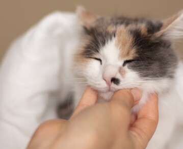 Por qué algunos gatos apoyan la cabeza sobre la mano de sus dueños y qué significa ese comportamiento