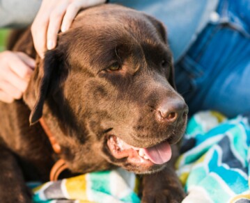 Por qué tu perro se estira apenas se levanta y qué significa ese comportamiento