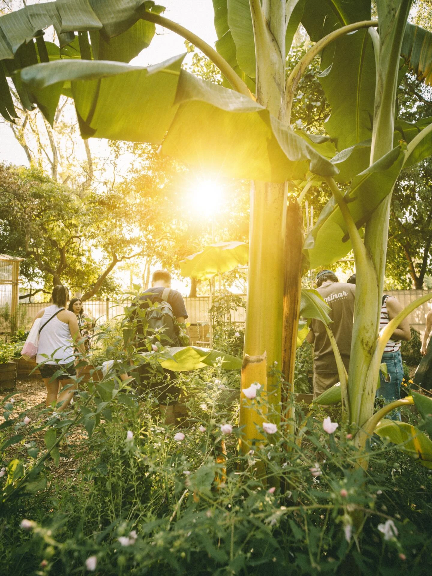 El diseño se organiza a través de senderos y canteros que invitan al visitante a un recorrido abierto y fluido, permitiendo que la vegetación y la vida urbana convivan sin fricciones.