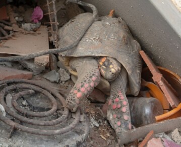 El video del milagro de Pascualina: rescataron a una tortuga viva de entre los escombros a más de un mes de los terremotos en Venezuela