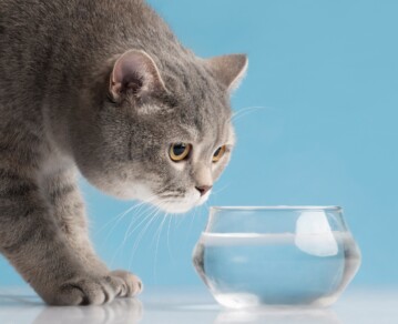 Por qué algunos gatos prefieren tomar agua de un vaso antes que de su propio recipiente