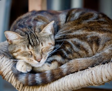 Por qué algunos gatos duermen en lugares altos y qué significa ese comportamiento