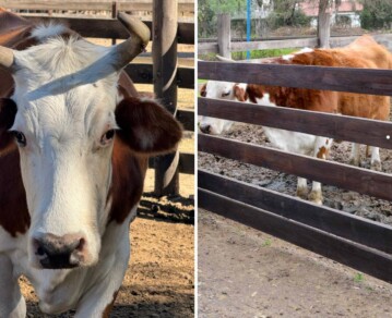 La conmovedora historia de Humberta: fue abandonada, la rescataron y hoy vive en una granja de Escobar