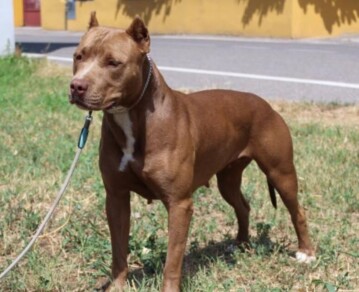Horror en Córdoba: de quién era el pitbull que atacó y mató a un nene de 3 años