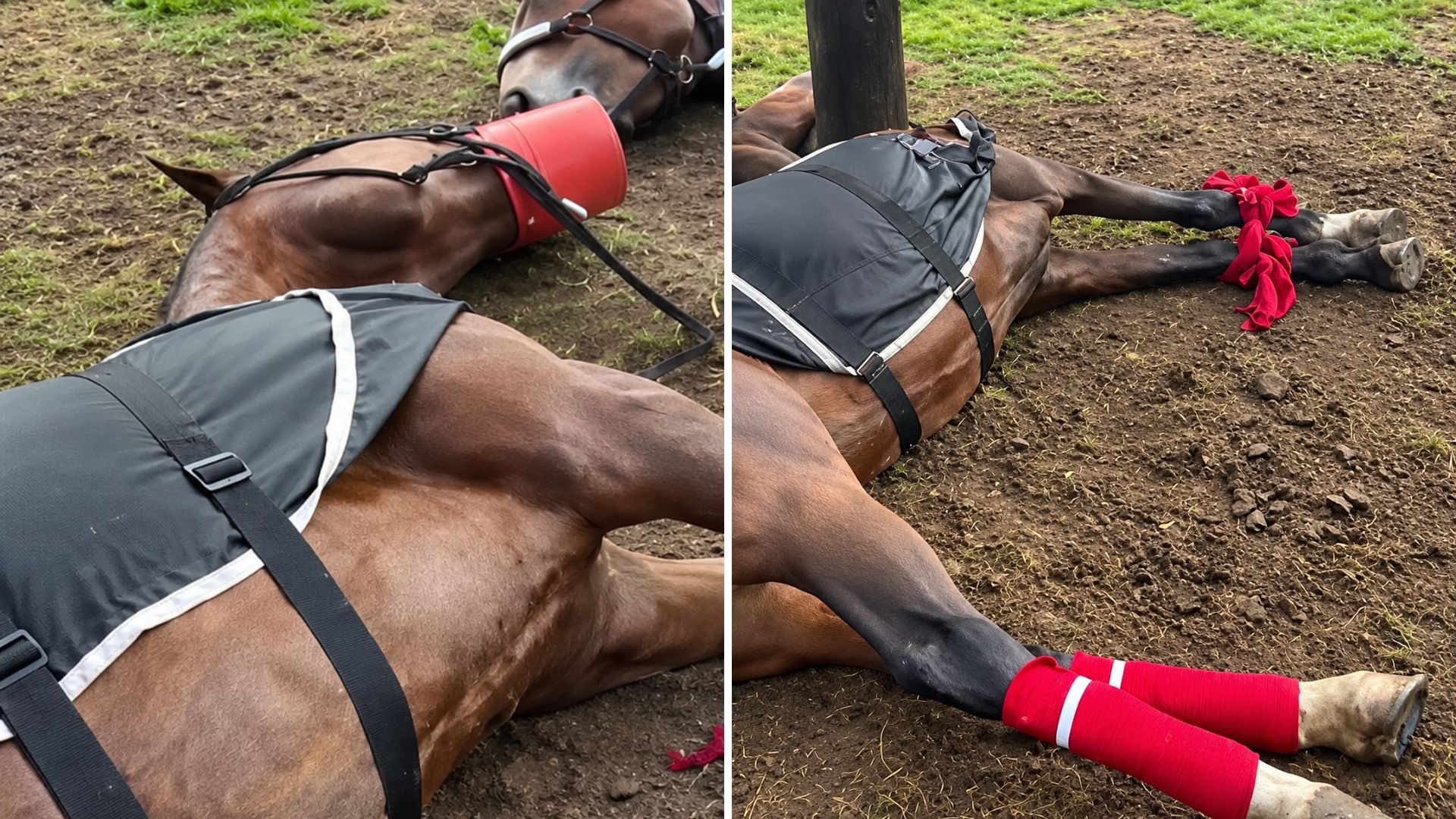 Cómo fue el accidente que dejó cuatro caballos muertos y un cuidador herido en el Jockey Club de San Isidro