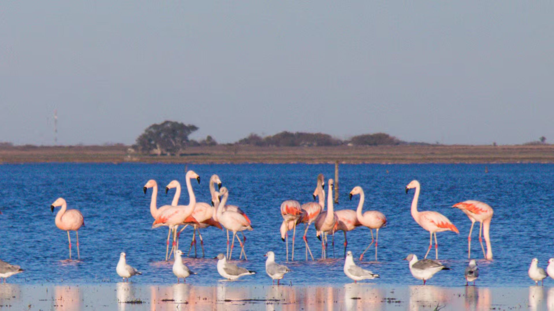 A 4 horas de CABA: el pueblo de 2.800 habitantes que tiene una laguna enorme y recibe flamencos rosad